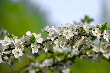 an open flowered branch of fruit tree in full bloom