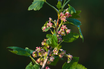 Flowering bush of black currant with green leaves in the garden. Unripe berries of a currant close-up.