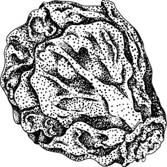 Engraving Hand drawn brussels sprouts on white background. Vector vegetables illustration brussels cabbage	