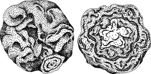 Engraving Hand drawn brussels sprouts on white background. Vector vegetables illustration brussels cabbage	