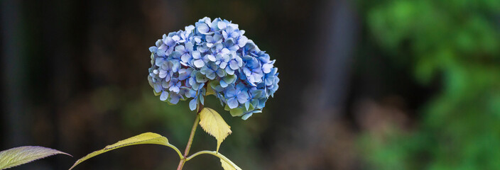 Beautiful blue flower, nature, stock photo