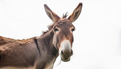 Donkey isolated on white background 