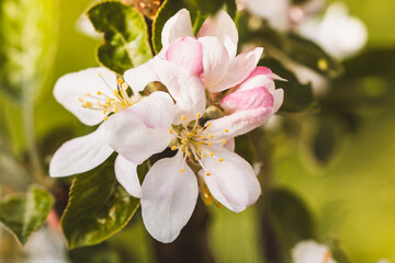 Apfelbaumblüte