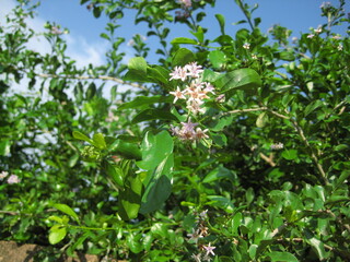 wild strawberry plant