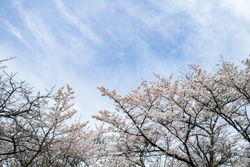 青空に映える桜