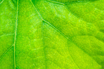 Green leaf texture surface background close up