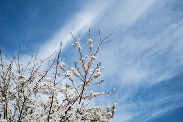青空に映える桜