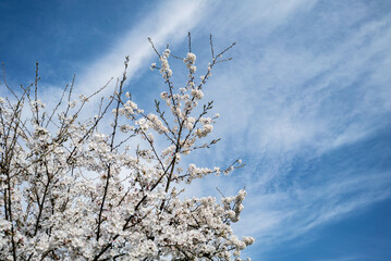 青空に映える桜