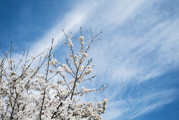 青空に映える桜