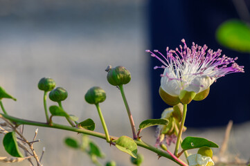 white flower of the caper with purple pistils 1