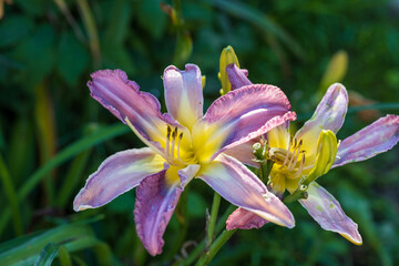 Fototapeta premium Hemerocallis, Mildred Mitchell Daylily in the garden