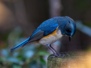 木陰の杭の上に留まって独特のポーズをしているルリビタキの雄