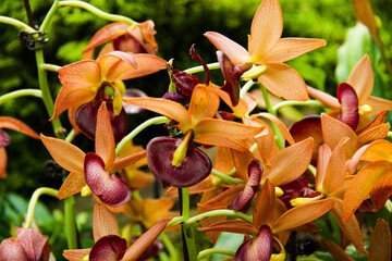 Yellow, Orange and red orchid seen at Singapore botanical gardens in 2024