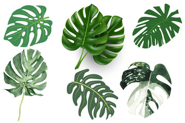 Exotic Monstera Leaf PNG for Graphic Design