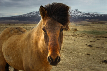 Outdoor close up photograph of a  brown colored Icelandic horse