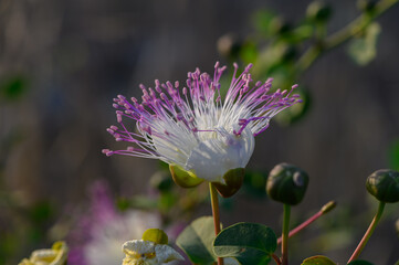 photo of a capper flower with photo of a flower with church with blurred background 2