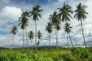 Tall coconut trees in the tropical environment of Kalimantan, Indonesia