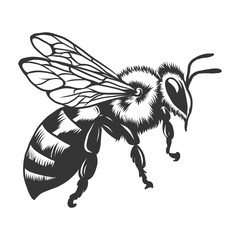 Honeybee with antennae vector illustration in engraving style. Hand drawn monochrome Honey bee for beekeeping, honey production, logo, package design. Wasp side view isolated on white