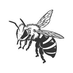 Honey bee side view. Hand drawn engraving vintage style illustration isolated on white. Monochrome black and white Honeybee for beekeeping, honey production, logo, package design.