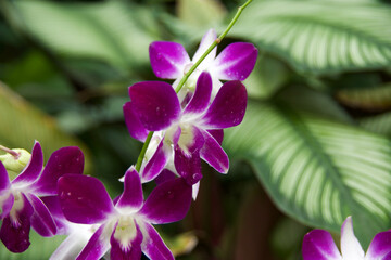 Beautiful example of orchid at Singapore botanical gardens in 2024