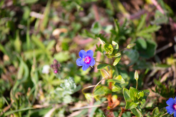 Lysimachia foemina is a plant with purple flowers. Bloom, blossom. Top view. 