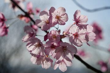 啓翁桜の優美な色彩