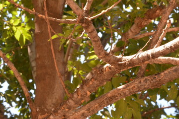 The rough tree branches of a celtis African,indigencies tree of South,Africa.