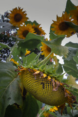 Low angle view of the six yellow sunflowers plants