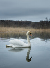 A single swan swimming in the calm lake during an overcast day in Trakai district, Lithuania