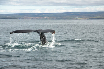 A tail of a humpback whale making a dive at the coast of Husavik in northern Iceland