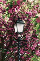 lantern in the garden