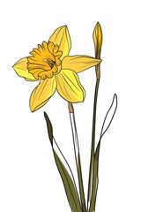 A realistic drawing of a yellow daffodil. Ideal for educational materials