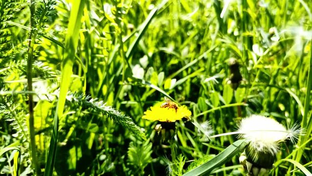 flei&szlig;ige Biene sammelt Nektar auf gelber Bl&uuml;te in Wiese - vorbeifliegene Samen einer Psteblume, Pollen
