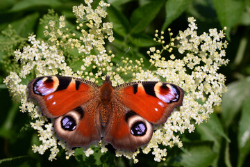 Schmetterling 1155 © K.-U. Häßler