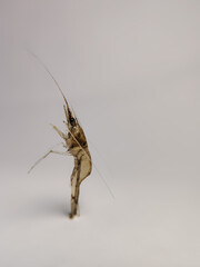 a small shrimp on an isolated white background