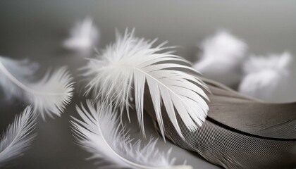 a close up of a white feather on a gray background with a blurry image of the feather and the rest of the feather visible feathers.