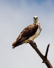 Osprey