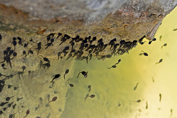 A swarm of tadpoles in a pond in Bavaria