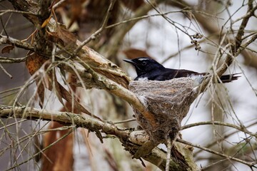 Willie Wagtail