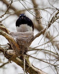 Willie Wagtail