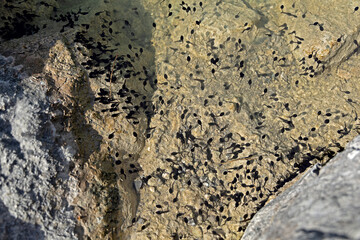 view from above on a swarm of tadpoles