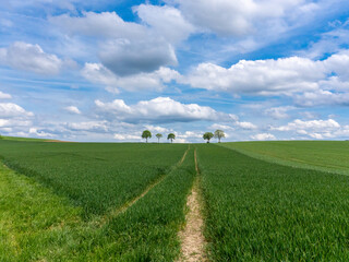green field and blue sky