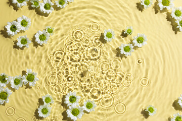 Beautiful chrysanthemum flowers in water on pale yellow background, top view