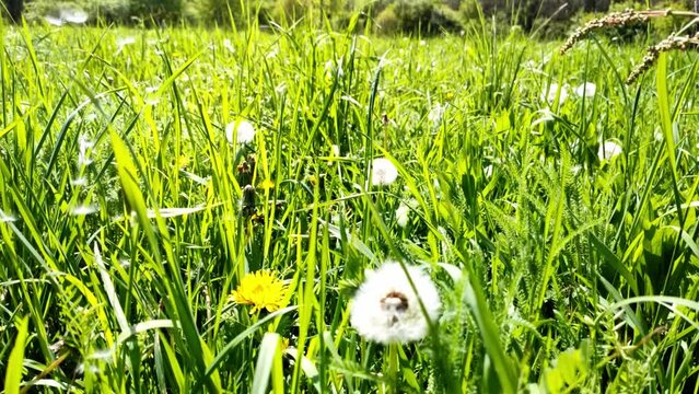 sch&ouml;ne gr&uuml;ne Wiese mit wei&szlig;en Pusteblumen, L&ouml;wenzahn, Nahaufnahme, Samen, Pollen
