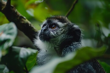 Obraz premium Primate in Paradise: Serene Monkey in a Forest Sanctuary, Expressive Eyes, Wildlife, Natural Setting