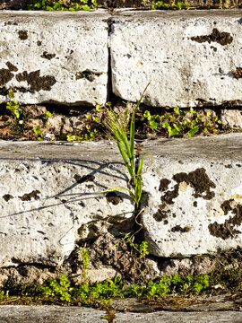 crescere comunque @ chesa di san gregorio al celio, roma