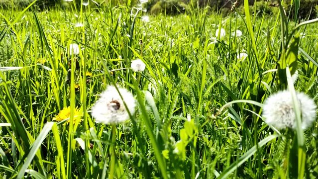 sch&ouml;ne gr&uuml;ne Wiese mit wei&szlig;en Pusteblumen, L&ouml;wenzahn, Nahaufnahme, Samen, Pollen
