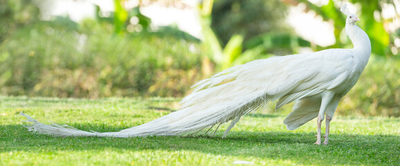 white peacock walking on green grass in a park