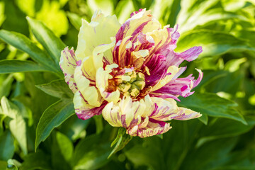 Paeonia Itoh Hybrids Lolliepop in the spring garden