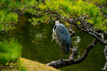 Typical Japanesein autumn park Hiroshima , Japan 